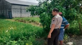 Petugas Polsek Tikung saat memantau perkembangan tanaman dalam program Pekarangan Pangan Bergizi (P2B) di Desa Guminingrejo, Senin (4/5/2026). (Foto Dok Ho/RadarBangsa.co.id)