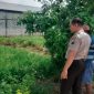 Petugas Polsek Tikung saat memantau perkembangan tanaman dalam program Pekarangan Pangan Bergizi (P2B) di Desa Guminingrejo, Senin (4/5/2026). (Foto Dok Ho/RadarBangsa.co.id)