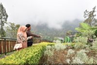 Pengunjung menikmati hamparan bunga Edelweis di Desa Wonokitri, Pasuruan, Minggu (10/5/2026). (Foto Dok Ho/RadarBangsa.co.id)