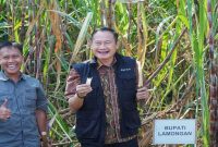 Bupati Lamongan Yuhronur Efendi menghadiri panen tebu serentak dalam Program Bongkar Ratoon Tebu di Desa Mantup, Kecamatan Mantup, Kabupaten Lamongan, Kamis (18/6/2025). (Foto Dok Ho/RadarBangsa.co.id)