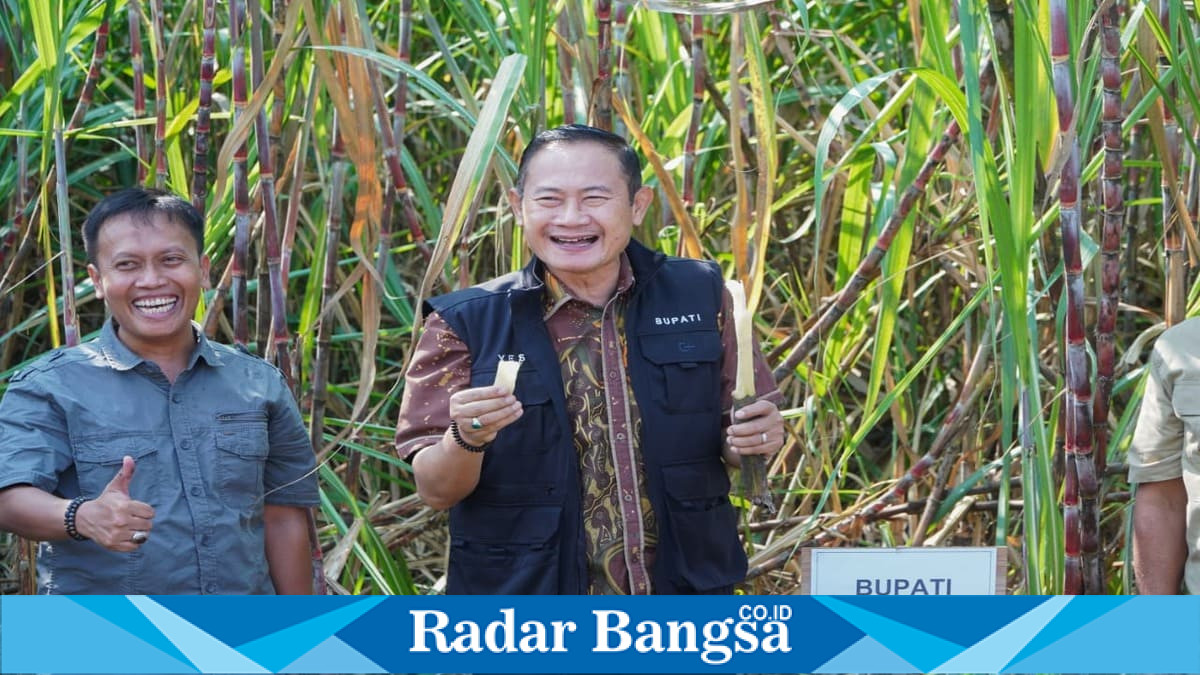 Bupati Lamongan Yuhronur Efendi menghadiri panen tebu serentak dalam Program Bongkar Ratoon Tebu di Desa Mantup, Kecamatan Mantup, Kabupaten Lamongan, Kamis (18/6/2025). (Foto Dok Ho/RadarBangsa.co.id)