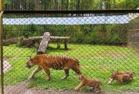 Kelahiran empat anak harimau sumatera di Taman Safari Indonesia II Prigen, Rabu, 3 Juni 2026. (Foto: Dok Ho/RadarBangsa.co.id)
