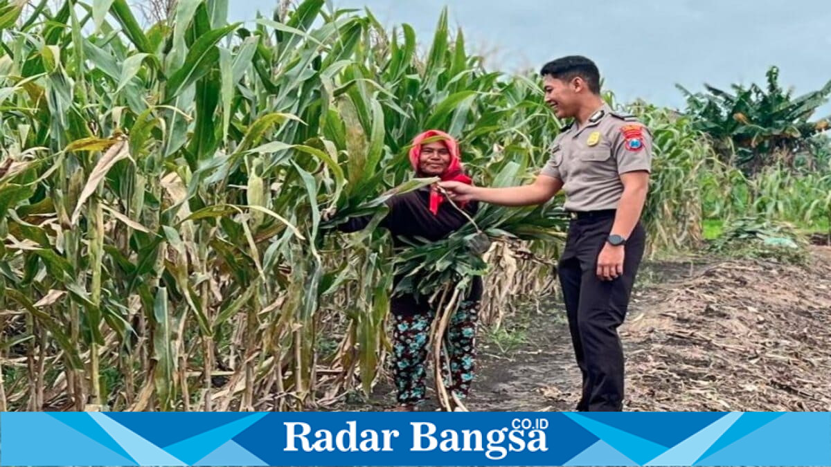 Personel Polsek Babat bersama petani melakukan pengecekan tanaman jagung di Desa Plaosan, Kecamatan Babat, Kabupaten Lamongan, sebagai bagian dari dukungan terhadap program swasembada pangan nasional. (Foto Dok Ho/RadarBangsa.co.id)