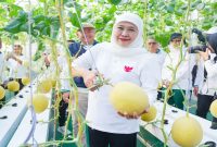 Gubernur Jawa Timur Khofifah Indar Parawansa memanen melon hasil urban farming dan meresmikan Al-Akbar FishTech di Masjid Al Akbar Surabaya, Selasa (16/6/2026). (Foto Dok Ho/RadarBangsa.co.id)