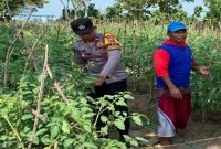 Personel Polsek Laren melaksanakan patroli ketahanan pangan dengan memantau Program Pekarangan Bergizi (P2B) di Kecamatan Laren, Lamongan, Kamis (26/6/2026). (Foto Dok Ho/RadarBangsa.co.id)