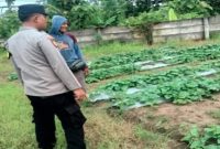 Petugas Polsek Tikung meninjau perkembangan tanaman dalam program Pekarangan Pangan Bergizi di Dusun Langkir, Desa Botoputih, Lamongan, Sabtu (20/1/2026). (Foto Dok Ho/RadarBangsa.co.id)