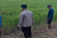 Personel Polsek Tikung memantau kondisi persawahan Program Pekarangan Pangan Bergizi di Desa Takeranklating, Jumat, 26 Juni 2026. (Foto Dok Ho/RadarBangsa.co.id)