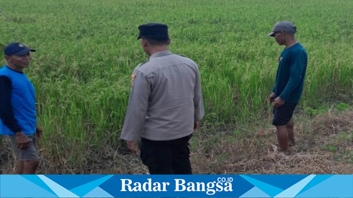 Personel Polsek Tikung memantau kondisi persawahan Program Pekarangan Pangan Bergizi di Desa Takeranklating, Jumat, 26 Juni 2026. (Foto Dok Ho/RadarBangsa.co.id)