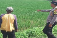 Personel Polsek Tikung memantau lahan pertanian program P2B di Desa Tambakrigadung, Lamongan. Sabtu, 13 Juni 2026.  (Foto Dok Ho/RadarBangsa.co.id)