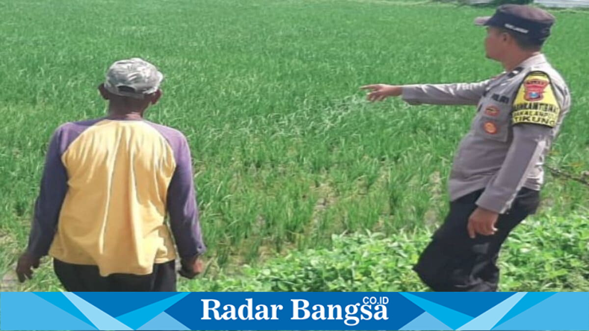 Personel Polsek Tikung memantau lahan pertanian program P2B di Desa Tambakrigadung, Lamongan. Sabtu, 13 Juni 2026. (Foto Dok Ho/RadarBangsa.co.id)