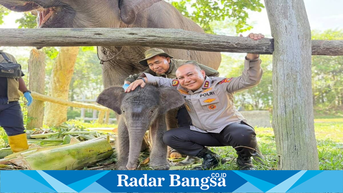 Kapolda Riau Irjen Pol Herry Heryawan meninjau anak Gajah Sumatera yang lahir di Taman Nasional Tesso Nilo dan memberi nama Nona Seroja. Kamis, 11 Jun i 2026 (Foto Dok Ho/RadarBangsa.co.id)