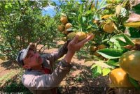Pengunjung menikmati Wisata Petik Jeruk KPSP Setia Kawan di Kecamatan Tutur, Kabupaten Pasuruan, Sabtu (25/7/2026). (Foto Dok Ho/RadarBangsa.co.id)