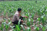 Bhabinkamtibmas Polsek Ukui melakukan monitoring lahan jagung pipil di Desa Air Hitam, Kecamatan Ukui, Kabupaten Pelalawan, Selasa (28/7/2026). (Foto Dok Ho/RadarBangsa.co.id)