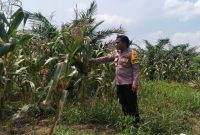 Bhabinkamtibmas Polsek Pangkalan Kuras Aipda S. Sihite melakukan pengecekan pertumbuhan jagung pipil di lahan KUD Sialang Makmur, Desa Sialang Indah, Kecamatan Pangkalan Kuras, Kamis (30/7/2026). (Foto Dok Ho/RadarBangsa.co.id)