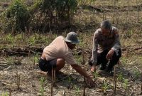 Polmas Desa Gampangsejati memantau pertumbuhan tanaman jagung milik petani pada Sabtu, 18 Juli 2026. (Foto Dok Ho/RadarBangsa.co.id)