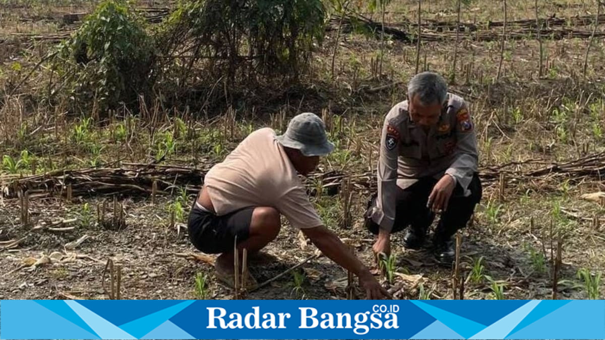 Polmas Desa Gampangsejati memantau pertumbuhan tanaman jagung milik petani pada Sabtu, 18 Juli 2026. (Foto Dok Ho/RadarBangsa.co.id)