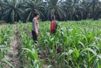 Bhabinkamtibmas Desa Air Hitam bersama Kelompok Tani Maju Bersama memantau pertumbuhan jagung pipil di lahan 3 hektare di Kecamatan Ukui, Rabu (8/7/2026). (Foto Dok Ho/RadarBangsa.co.id)