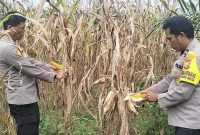 Kapolsek Pangkalan Kuras Kompol Rinaldy meninjau tanaman jagung pipil yang siap dipanen di KUD Sialang Makmur, Desa Sialang Indah, Kamis (9/7/2026). (Foto Dok Ho/RadarBangsa.co.id)