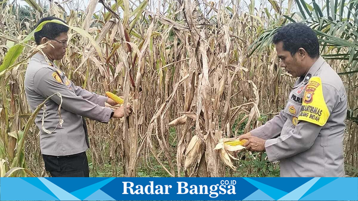 Kapolsek Pangkalan Kuras Kompol Rinaldy meninjau tanaman jagung pipil yang siap dipanen di KUD Sialang Makmur, Desa Sialang Indah, Kamis (9/7/2026). (Foto Dok Ho/RadarBangsa.co.id)