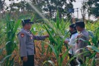Kapolsek Laren AKP Anang Purwo Widodo saat memonitor perkembangan tanaman jagung di lahan pesanggem Perhutani Desa Gampang Sejati, Kecamatan Laren, Rabu (29/7/2026). (Foto Dok Ho/RadarBangsa.co.id)