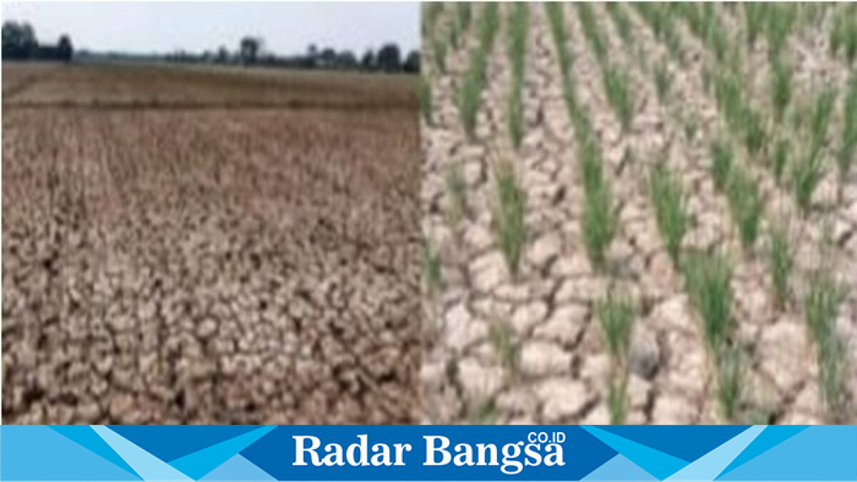 Kondisi lahan padi terdampak kemarau panjang di Kecamatan Kroya, Kabupaten Indramayu. (Foto Dok Ho/RadarBangsa.co.id)