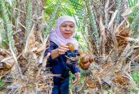 Gubernur Jawa Timur Khofifah Indar Parawansa memanen salak madu saat mengunjungi kebun hortikultura di Desa Wonoagung, Kecamatan Kasembon, Kabupaten Malang, Senin (13/7/2026). (Foto Dok Ho/RadarBangsa.co.id)