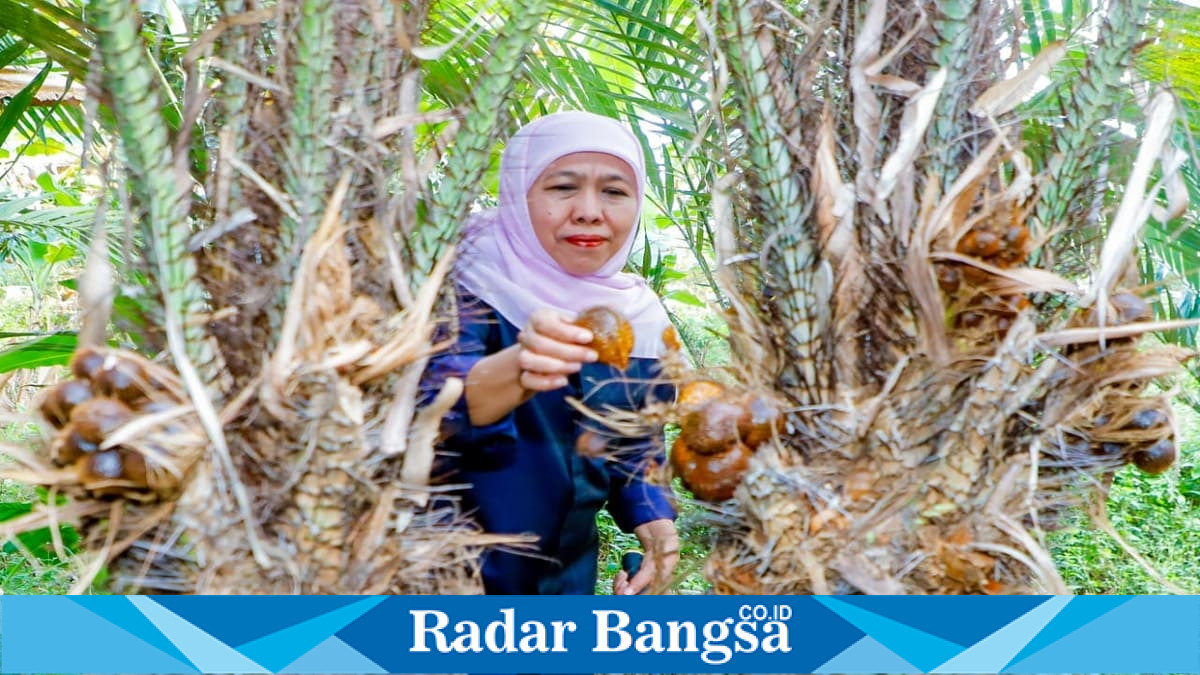 Gubernur Jawa Timur Khofifah Indar Parawansa memanen salak madu saat mengunjungi kebun hortikultura di Desa Wonoagung, Kecamatan Kasembon, Kabupaten Malang, Senin (13/7/2026). (Foto Dok Ho/RadarBangsa.co.id)