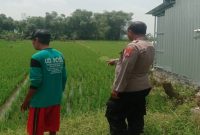 Personel Polsek Tikung berdialog dengan petani saat patroli Program Pekarangan Pangan Bergizi (P2B) di Dusun Culik, Desa Pengumbulanadi, Selasa (7/7/2026). (Foto Dok Ho/RadarBangsa.co.id)