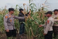 Polsek Kuala Kampar bersama Kelompok Tani Senang Jaya memantau perkembangan jagung pipil di Pelalawan, Kamis (23/7/2026). (Foto Dok Ho/RadarBangsa.co.id)