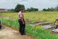 Bhabinkamtibmas Desa Gampangsejati mendampingi petani cabai saat memantau perkembangan tanaman di Lamongan, Jumat (17/7/2026). (Foto Dok Ho/RadarBangsa.co.id)