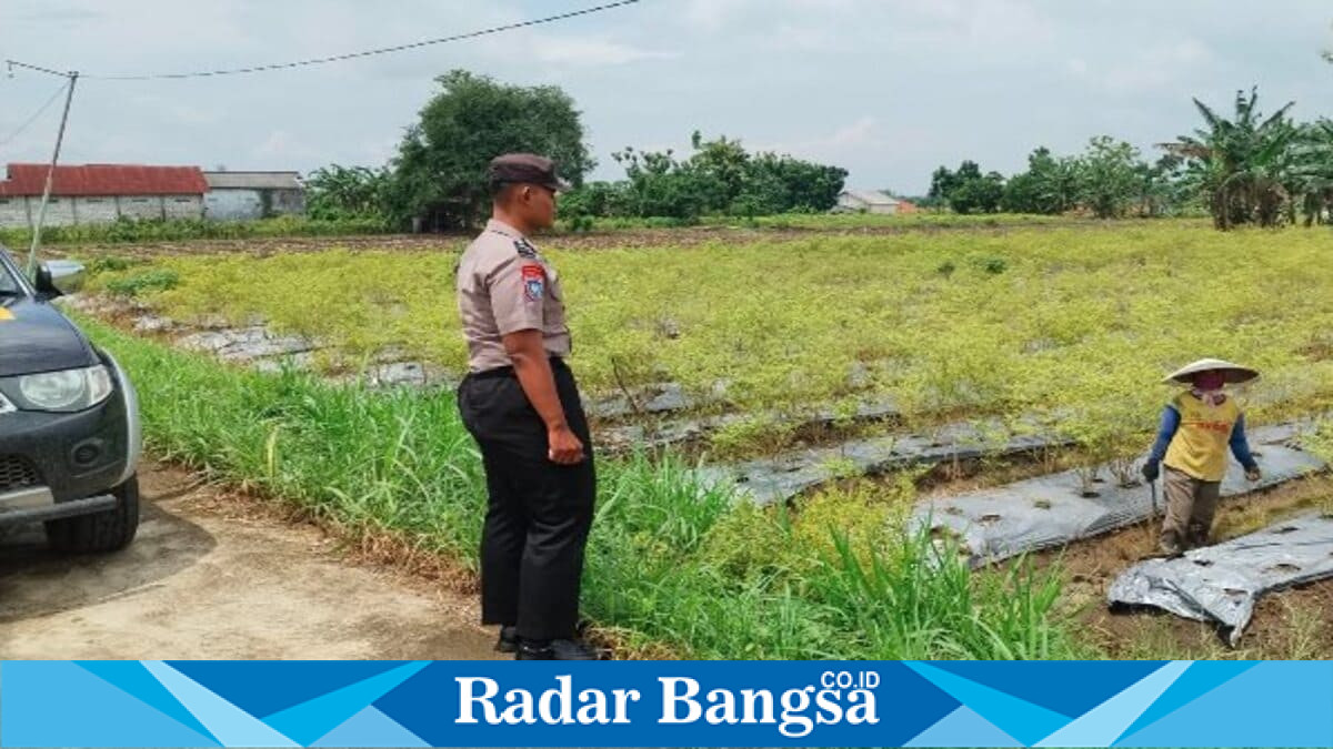 Bhabinkamtibmas Desa Gampangsejati mendampingi petani cabai saat memantau perkembangan tanaman di Lamongan, Jumat (17/7/2026). (Foto Dok Ho/RadarBangsa.co.id)