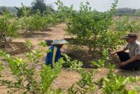 Bhabinkamtibmas Desa Pelangwot bersama petani melakukan pengecekan kebun jeruk nipis di Kecamatan Laren, Lamongan, Selasa (28/7/2026). (Foto Dok Ho/RadarBangsa.co.id)