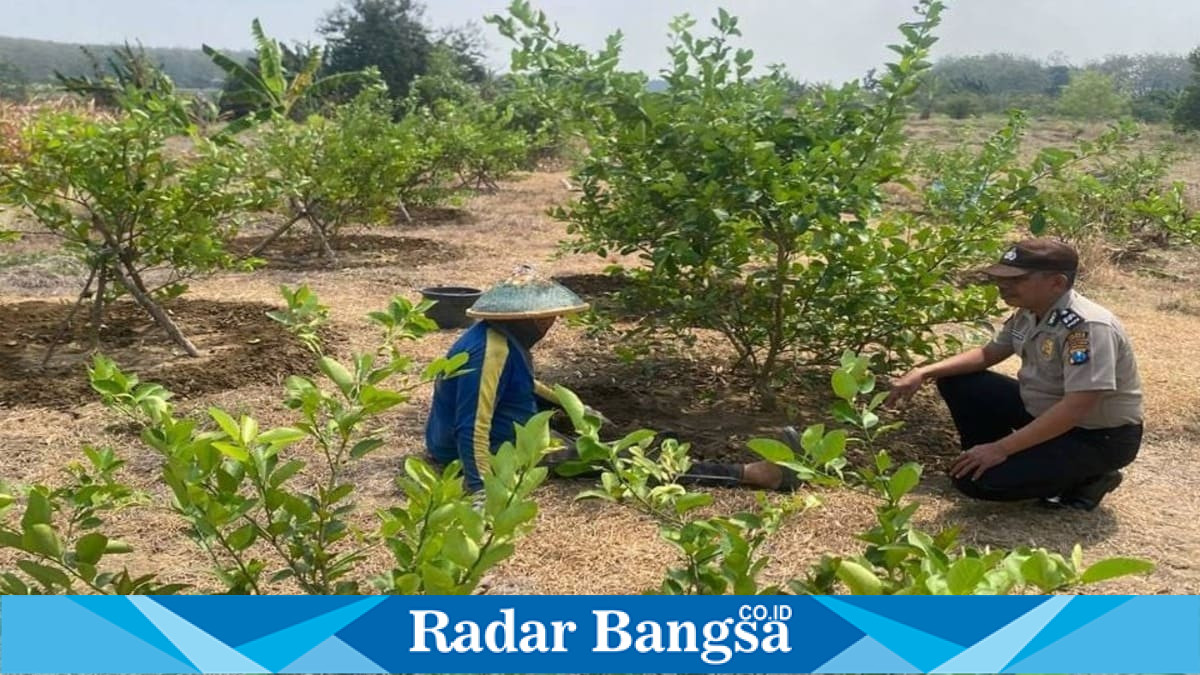 Bhabinkamtibmas Desa Pelangwot bersama petani melakukan pengecekan kebun jeruk nipis di Kecamatan Laren, Lamongan, Selasa (28/7/2026). (Foto Dok Ho/RadarBangsa.co.id)