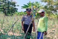 Bhabinkamtibmas Desa Gampangsejati Aiptu Wahyudin mendampingi petani dalam budidaya cabai dan tomat untuk mendukung Program Asta Cita Ketahanan Pangan di Kecamatan Laren, Lamongan, Kamis (2/7/2026). (Foto Dok Ho/RadarBangsa.co.id)  