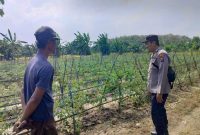 Bhabinkamtibmas Desa Gelap melakukan pengecekan tanaman tomat milik warga pada Minggu (26/7/2026) dalam mendukung program ketahanan pangan nasional. (Foto Dok Ho/RadarBangsa.co.id)