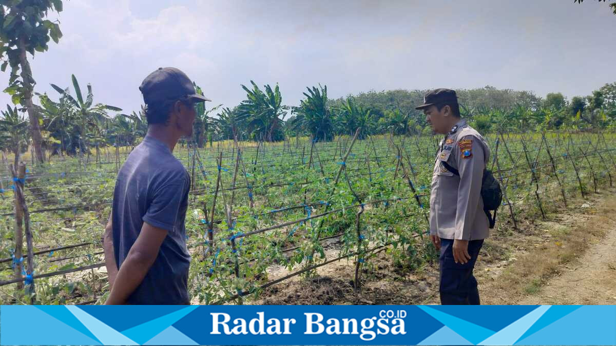 Bhabinkamtibmas Desa Gelap melakukan pengecekan tanaman tomat milik warga pada Minggu (26/7/2026) dalam mendukung program ketahanan pangan nasional. (Foto Dok Ho/RadarBangsa.co.id)