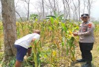 Polmas Desa Pelangwot Aiptu Sukartono bersama petani melakukan pengecekan tanaman cabai dalam program ketahanan pangan di Kecamatan Laren, Lamongan, Rabu (22/7/2026). (Foto Dok Ho/RadarBangsa.co.id)