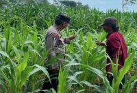 Aiptu Sukartono mendampingi petani jagung di Desa Pelangwot, Kecamatan Laren, Lamongan, Sabtu (4/7/2026), sebagai bagian dari Program Asta Cita ketahanan pangan. (Foto Dok Ho/RadarBangsa.co.id)  