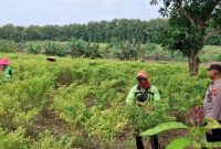 Bhabinkamtibmas Desa Pelangwot melakukan pendampingan kepada petani cabai di Kecamatan Laren, Lamongan, Kamis (10/7/2026), sebagai dukungan terhadap program Asta Cita. (Foto Dok Ho/RadarBangsa.co.id)