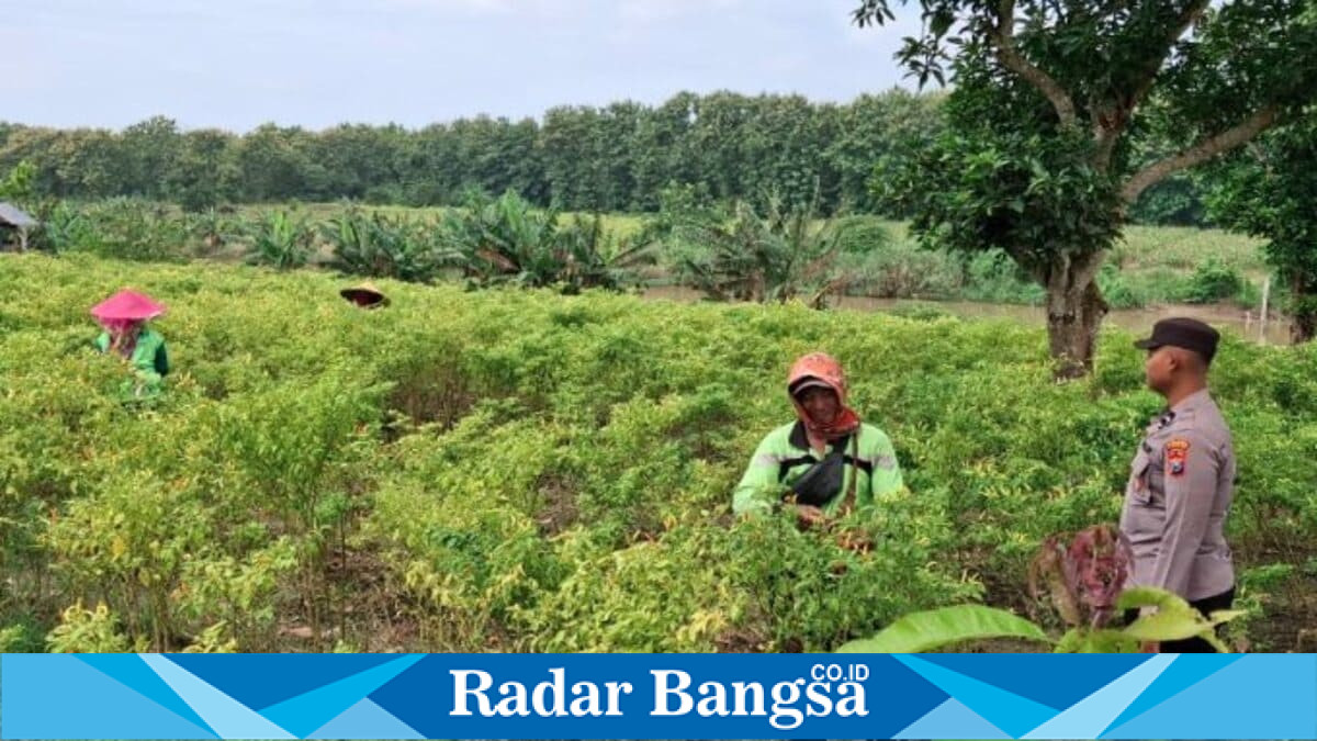Bhabinkamtibmas Desa Pelangwot melakukan pendampingan kepada petani cabai di Kecamatan Laren, Lamongan, Kamis (10/7/2026), sebagai dukungan terhadap program Asta Cita. (Foto Dok Ho/RadarBangsa.co.id)