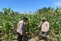 Bhabinkamtibmas Desa Plangwot mendampingi kegiatan tanam jagung sebagai bagian dari dukungan Program Asta Cita Presiden, Rabu (15/7/2026). (Foto Dok Ho/RadarBangsa.co.id)