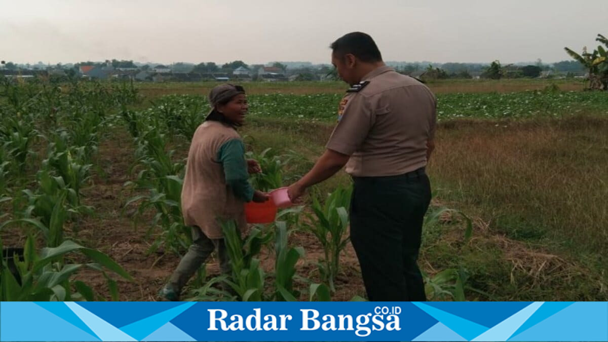 Anggota Polsek Tikung bersama warga memonitor lahan tanaman jagung di Desa Bakalanpule, Kecamatan Tikung, Lamongan, Senin (27/7/2026). (Foto Dok Ho/RadarBangsa.co.id)