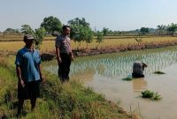 Personel Polsek Tikung memantau lahan pertanian Program Pekarangan Pangan Bergizi (P2B) di Dusun Gemining, Desa Geminingrejo, Kecamatan Tikung, Kamis, 2 Juli 2026. (Foto Dok Ho/RadarBangsa.co.id)
