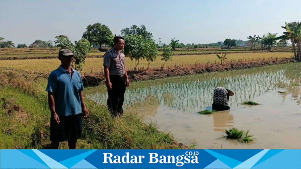 Personel Polsek Tikung memantau lahan pertanian Program Pekarangan Pangan Bergizi (P2B) di Dusun Gemining, Desa Geminingrejo, Kecamatan Tikung, Kamis, 2 Juli 2026. (Foto Dok Ho/RadarBangsa.co.id)