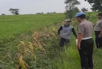 Personel Polsek Tikung melaksanakan Patroli Polisi Penggerak Desa Pekarangan Pangan Bergizi (P2B) di Dusun Culi, Desa Pengumbulanadi, Kecamatan Tikung, Kamis (16/7/2026). (Foto Dok Ho/RadarBangsa.co.id)