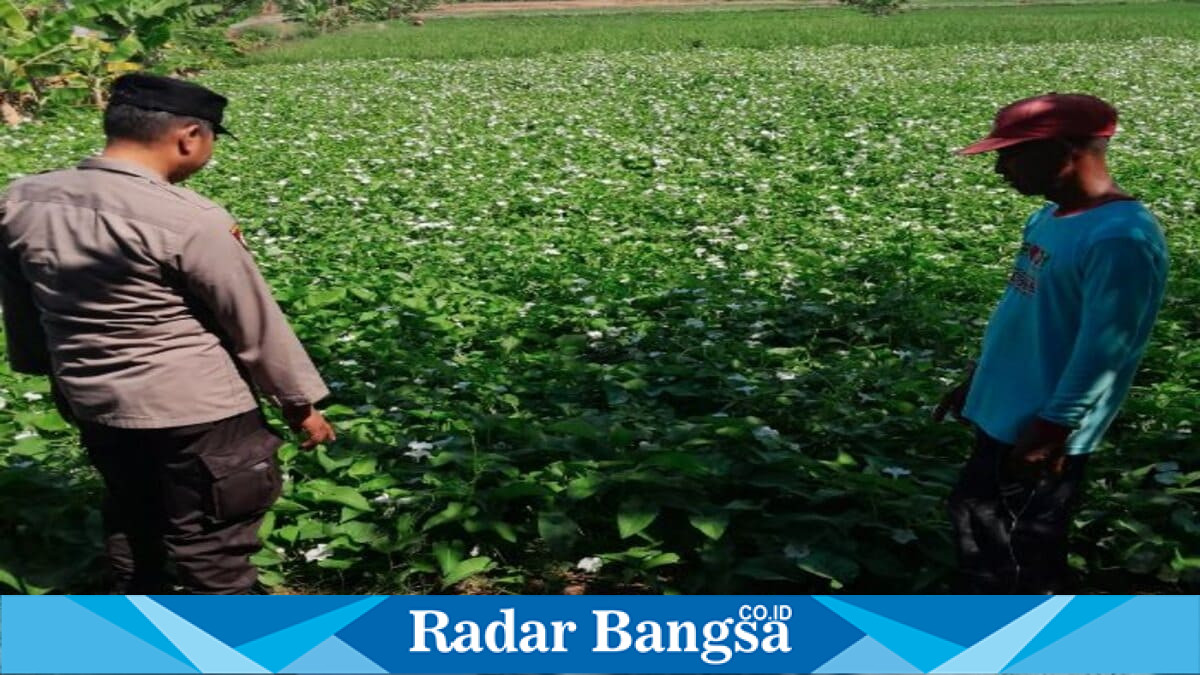 Anggota Polsek Tikung bersama warga memonitor lahan pertanian di Desa Bakalanpule, Kecamatan Tikung, Lamongan, Rabu (29/7/2026). (Foto Dok Ho/RadarBangsa.co.id)