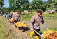 Panen Raya Jagung Pipil Serentak Kuartal II di Desa Bukit Gajah, Kecamatan Ukui, Kamis (23/7/2026). (Foto Dok Ho/RadarBangsa.co.id)