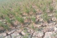 Kondisi tanaman padi di Kecamatan Kroya, Kabupaten Indramayu, mulai mengering akibat kekurangan pasokan air, Senin (6/7/2026). Petani khawatir tanaman terancam gagal panen. (Foto Dok Ho/RadarBangsa.co.id)