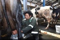 KPSP Setia Kawan Nongkojajar memasok 110 ton susu segar per hari untuk industri pengolahan susu nasional. (Foto Dok Ho/RadarBangsa.co.id)