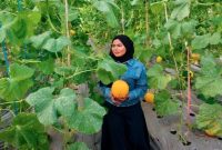 Wakil Ketua DPRD Kabupaten Pasuruan Adinda Denisa memetik melon saat mengunjungi greenhouse BUMDes Suko Jaya Abadi di Desa Sumbersuko, Selasa (14/7/2026). (Foto Dok Ho/RadarBangsa.co.id)